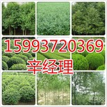 汝州出售白皮松/桂花树价格/报价图片0